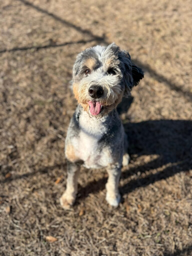 cute dog