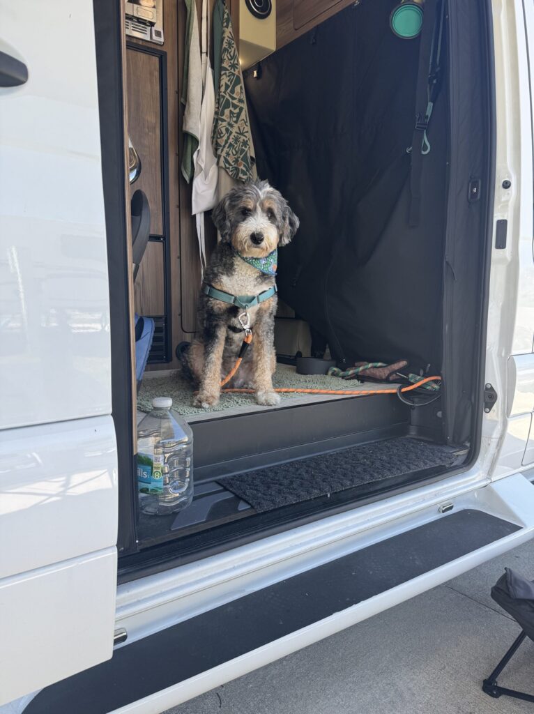 bernedoodle in a white van