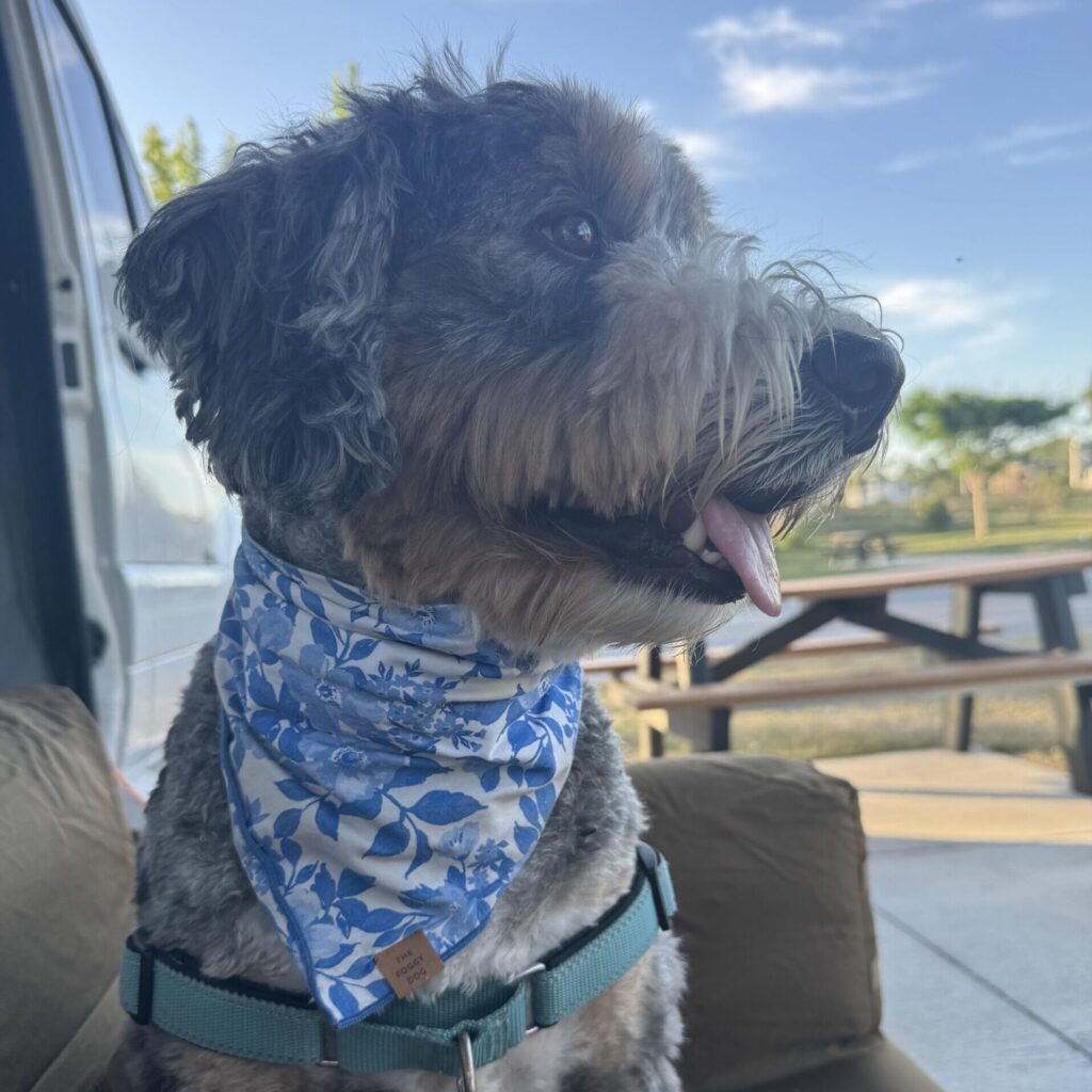 bernedoodle